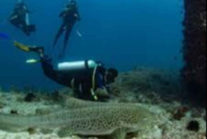 Muscat: Discovery under the water & Scuba Diving in Muscat