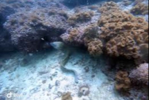 Muscat: Discovery under the water & Scuba Diving in Muscat