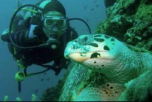 Muscat: Discovery under the water & Scuba Diving in Muscat