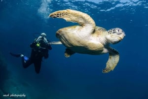 Muscat: Dykning på Daymaniyat-øerne