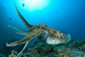 Muscat: Dykning på Daymaniyatöarna
