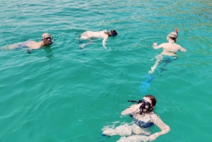 Muscat: escursione con osservazione dei delfini e snorkeling