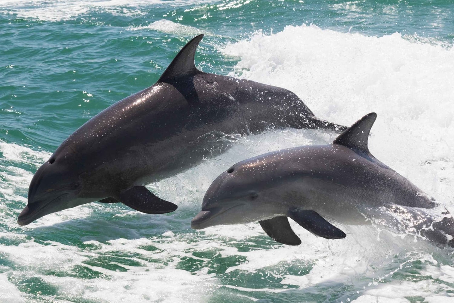 مسقط: مشاهدة الدلافين والغطس ومشاهدة الدلافين