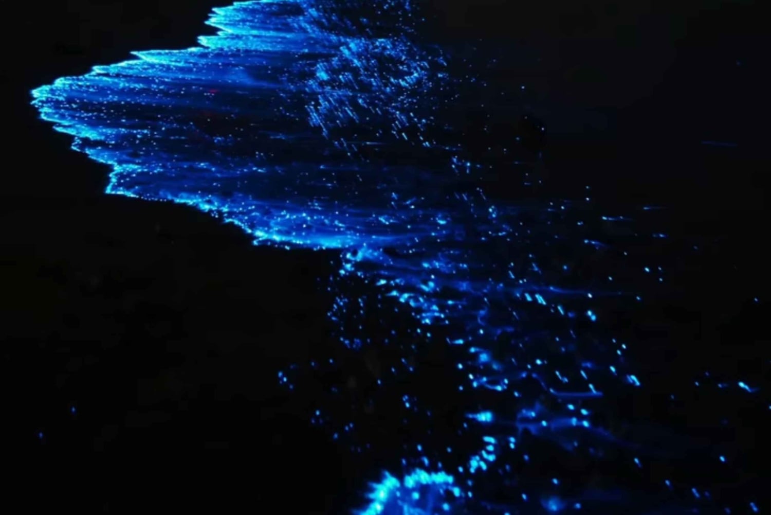 مسقط: مشاهدة الدلافين والغطس ومشاهدة الدلافين