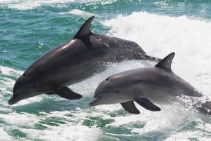 مسقط: مشاهدة الدلافين والغطس ومشاهدة الدلافين