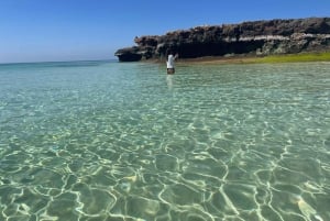 مسقط: مشاهدة الدلافين والغطس ومشاهدة الدلافين