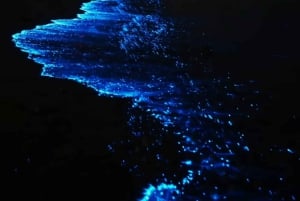 مسقط: مشاهدة الدلافين والغطس ومشاهدة الدلافين