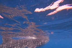 مسقط: مشاهدة الدلافين والغطس ومشاهدة الدلافين