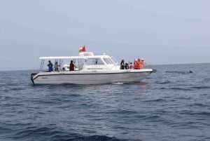 Muscat: Dolphin Watching and Snorkeling Tour By Speed Boat