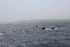 Muscat: Delfinskådning och snorklingstur med snabb båt