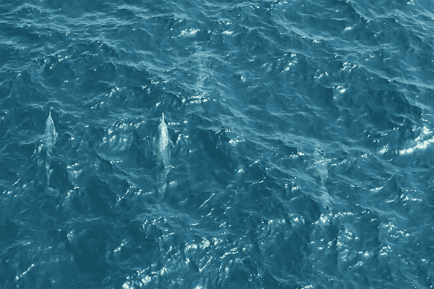 Muscat: Delfinobservation og snorkeltur