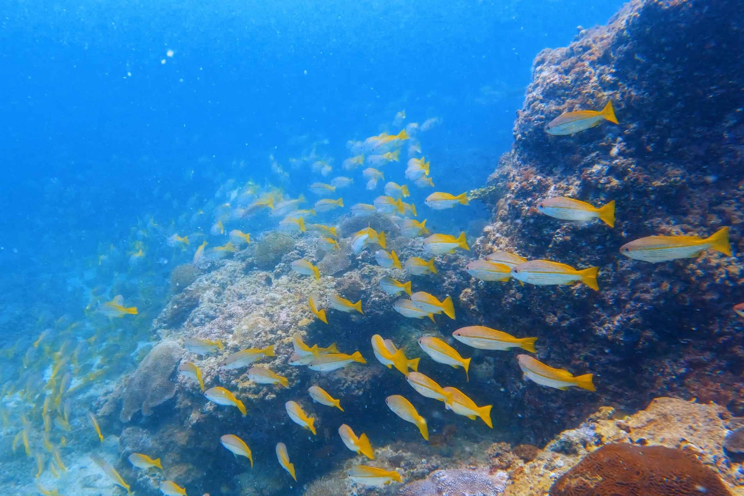 Muscat: Delfinobservation og snorkeltur