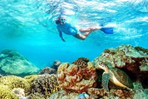 Muscat: Delfinobservation og snorkeltur