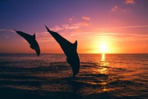 Mascate: excursión para avistar delfines y practicar snorkel