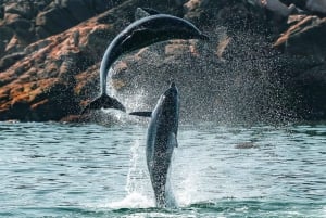 Mascate: excursión para avistar delfines y practicar snorkel