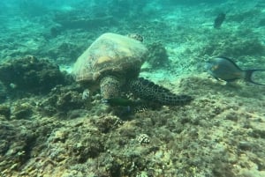 Mascate: excursión para avistar delfines y practicar snorkel