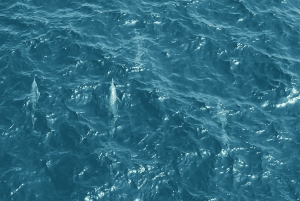 Muscat: Delfinobservation og snorkeltur