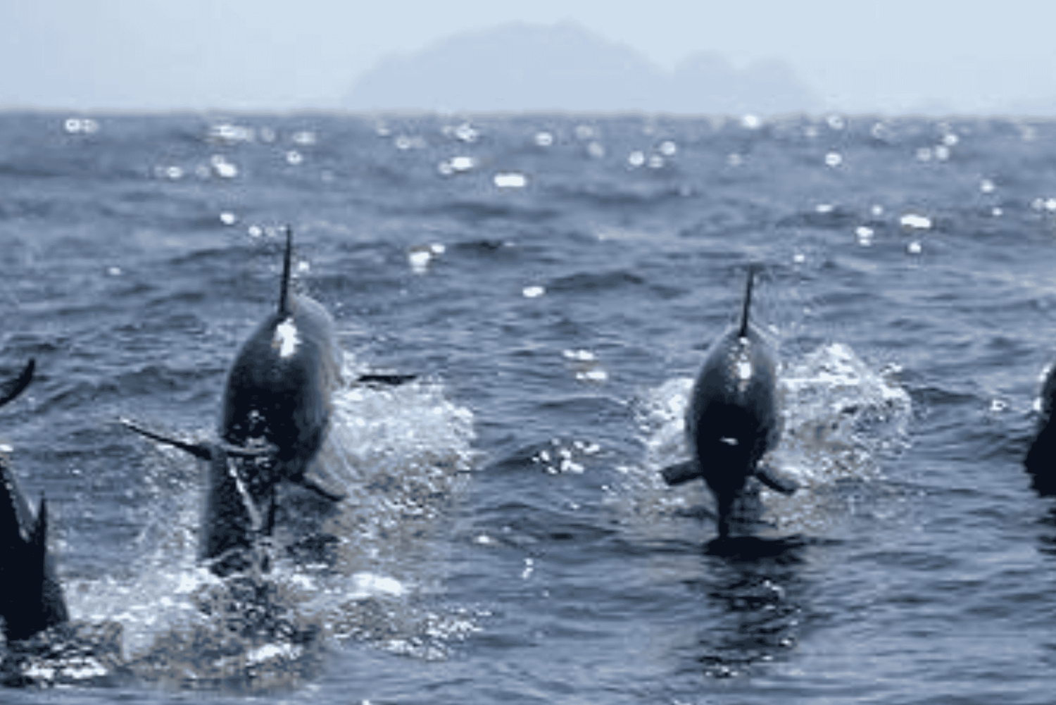 مسقط: رحلة مشاهدة الدلافين والغطس