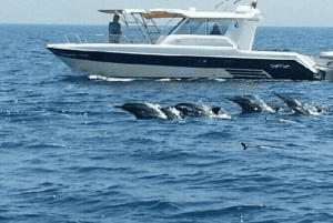 مسقط: رحلة مشاهدة الدلافين والغطس