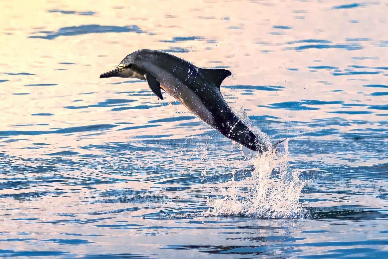 Muscat: Dolphin Watching Boat Tour
