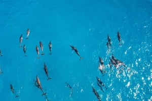 Muscat: Delfinudflugt med snacks