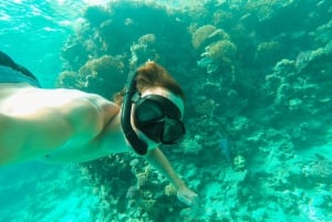 Muscat: Delfinudflugt med snacks