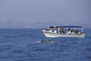Muscat: Delfinudflugt med snacks