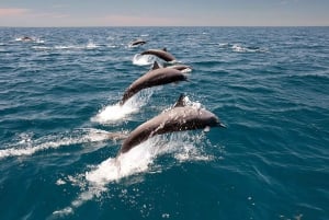 Muscat Dolphin Watching, Snorkeling & Kayaking Adventure
