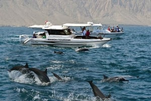 Delfinobservasjon, snorkling og kajakkpadling i Muscat