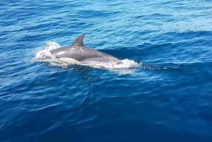 Muscat: dolfijnen spotten en jetski-avontuur