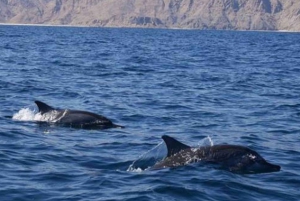 Muscat: osservazione dei delfini