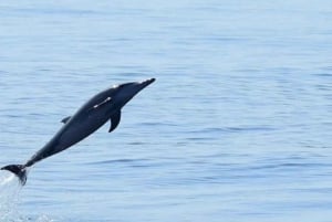 Mascate: Observación de delfines