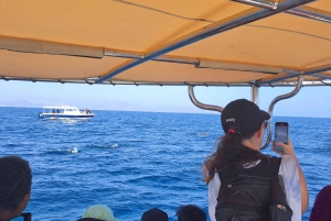 Muscat: Dolphin Watching