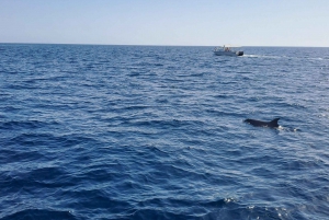 Muscat: Dolphin Watching