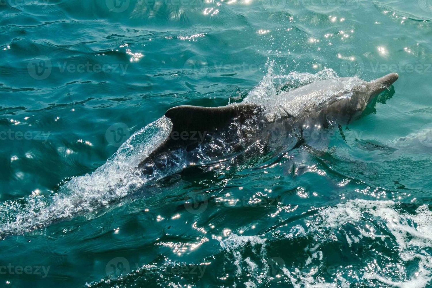 Muscat: Dolphin, Whale Watch & Snorkeling Experience