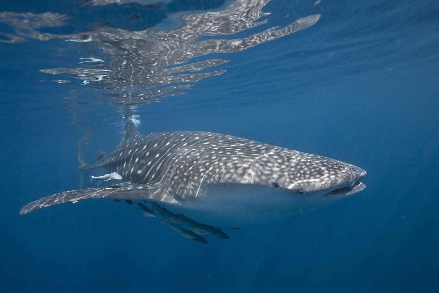 Muscat: Dolphin, Whale Watch & Snorkeling Experience