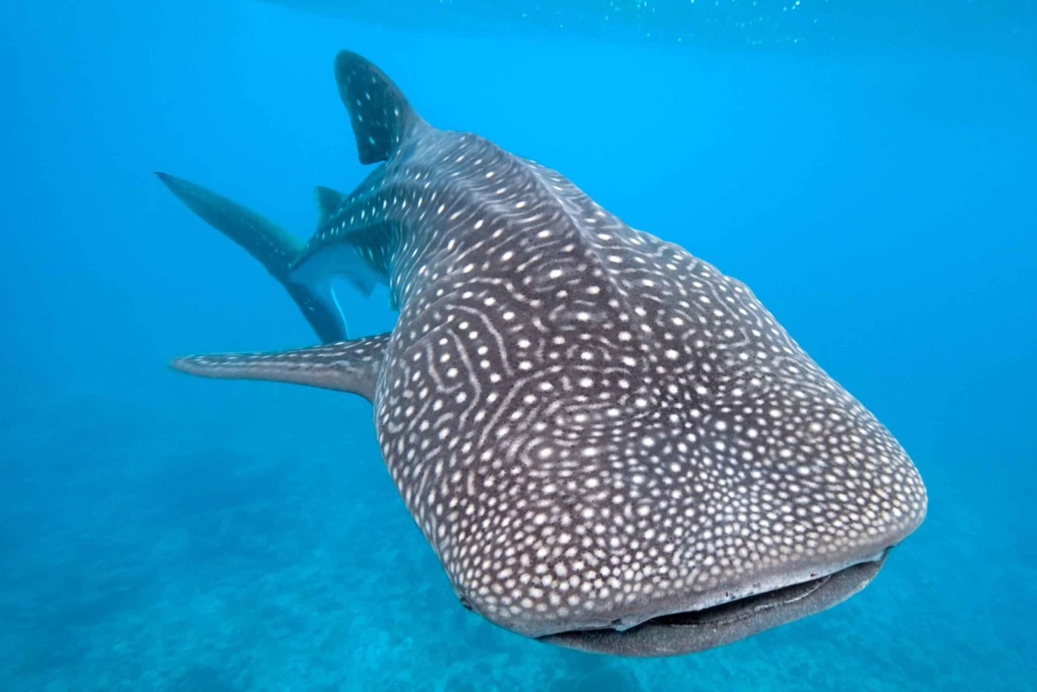 مسقط - استمتع بمغامرة غوص لا تُنسى على متن دبابتين