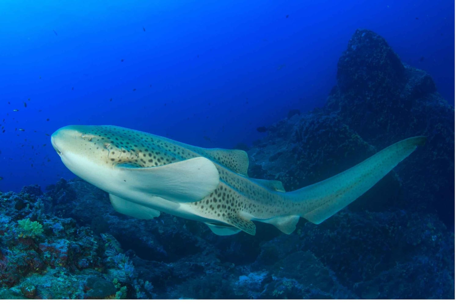 مسقط - استمتع بمغامرة غوص لا تُنسى على متن دبابتين