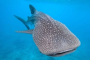 مسقط - استمتع بمغامرة غوص لا تُنسى على متن دبابتين