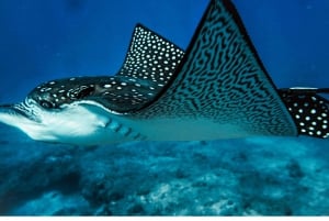 مسقط - استمتع بمغامرة غوص لا تُنسى على متن دبابتين