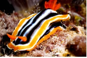 مسقط - استمتع بمغامرة غوص لا تُنسى على متن دبابتين