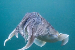 مسقط - استمتع بمغامرة غوص لا تُنسى على متن دبابتين