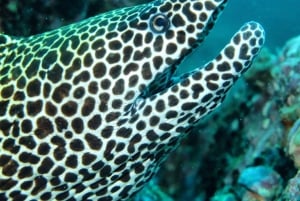 مسقط - استمتع بمغامرة غوص لا تُنسى على متن دبابتين