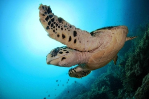 Mascate: snorkel en Daymaniat con aperitivos