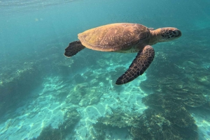 Mascate: snorkel en Daymaniat con aperitivos