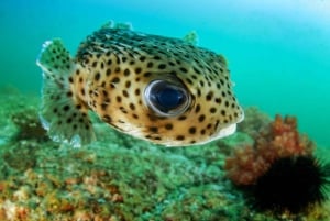 Maskat: nurkowanie z rurką na Daymaniat z przekąskami