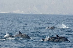 Mascate: Golfinhos Majestosos – Passeio Privado no Oceano