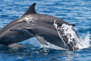 Mascate: Golfinhos Majestosos – Passeio Privado no Oceano