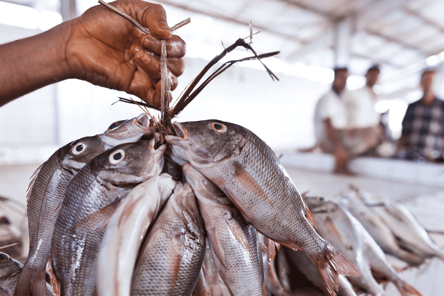 Muscat Marvels: Luxury Tour with Customizable Itinerary