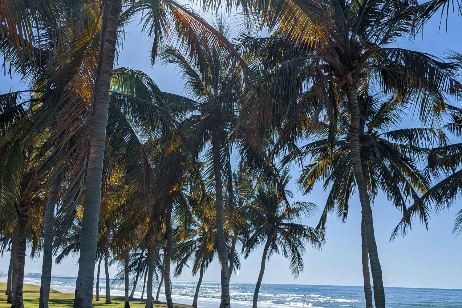 Muscat: Night Tour [ Sightseeing ]